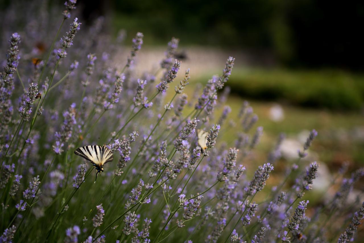 Albergo Parco Della Maiella ซานเตอูเฟมิอา อา ไมเอลลา ภายนอก รูปภาพ